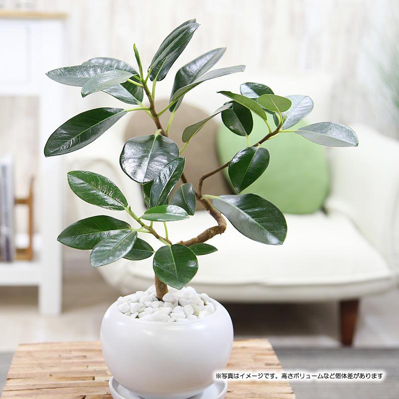 送料無料 曲がり枝 フランス ゴムの木 Nasaも認めたエコ プラント 観葉植物 Furansgom フラワーポケット 塚口ガーデン 通販 Yahoo ショッピング