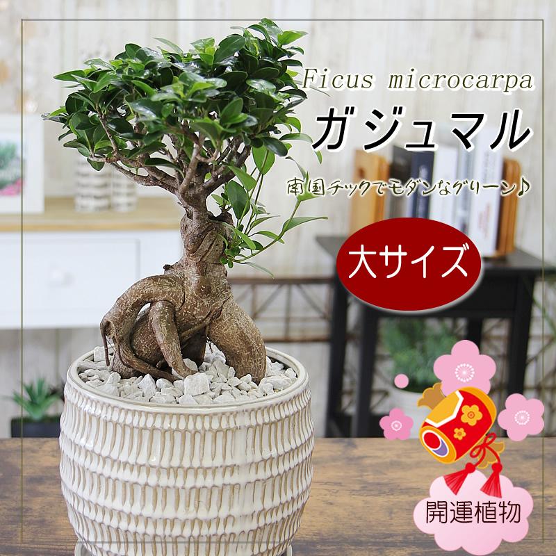 高級品 大サイズ ガジュマル 観葉植物 ガジュマルの木 幸福をもたらす精霊が住む木 多幸の樹 送料無料 プレゼント ギフト 誕生日