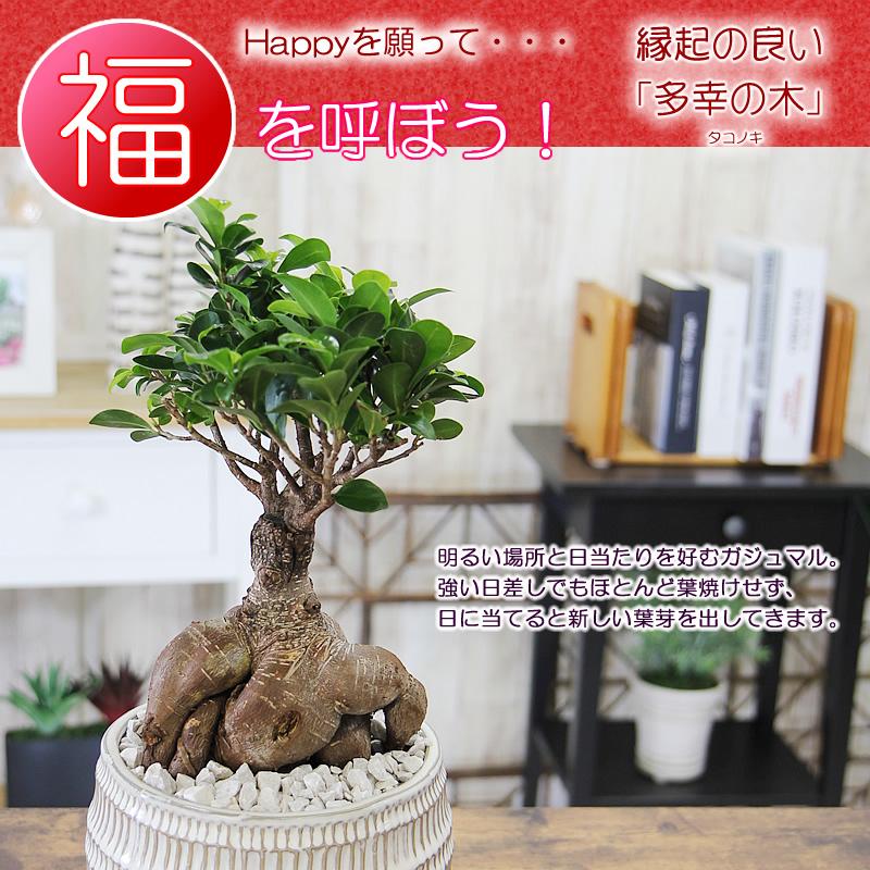 絵画 「気」サブタイトル「多幸の樹」 絵画 「気」サブタイトル「多幸の樹」 大サイズ ガジュマル 観葉