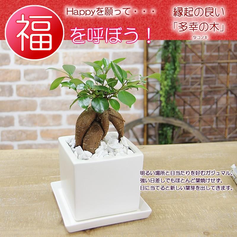 ガジュマル 観葉植物 ガジュマルの木 幸福をもたらす精霊が住む木 多幸