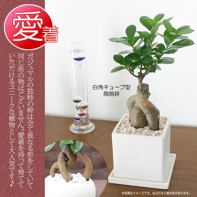 ガジュマル 観葉植物 ガジュマルの木 幸福をもたらす精霊が住む木 多幸