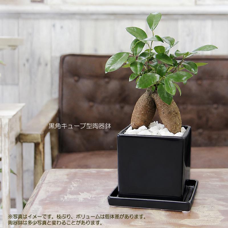 ガジュマル 観葉植物 ガジュマルの木 幸福をもたらす精霊が住む木 多幸