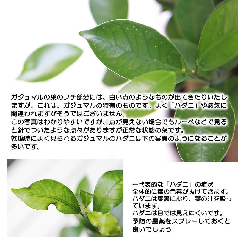 ガジュマル 観葉植物 ガジュマルの木 幸福をもたらす精霊が住む木 多幸