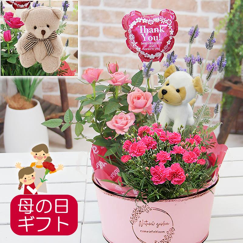 母の日 ギフト カーネーション 鉢植え バラ 花 プレゼント 花鉢 鉢花 ブリキやBOXに カーネーションとミニバラ、ラベンダー 寄せカゴ（Yahoo!・フラワーポケット 塚口ガーデン）