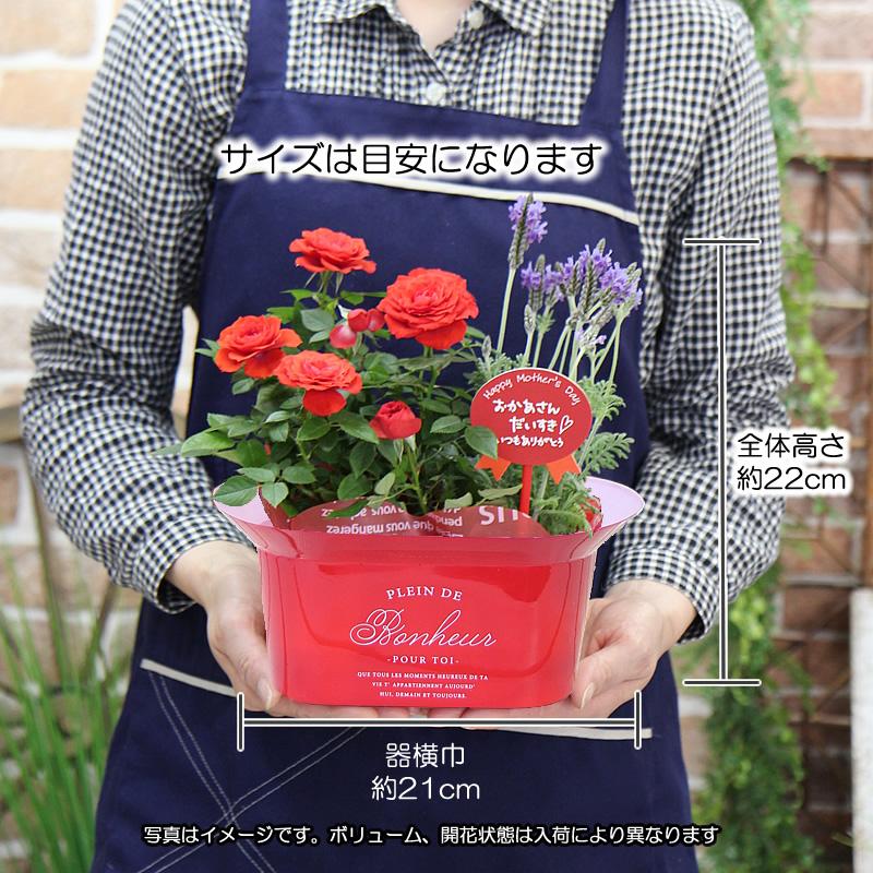 母の日 2024 鉢植え 花 プレゼント ギフト 花鉢 送料無料 かわいい赤のフラワーベースにミニバラとラベンダー 季節の鉢花 寄せ鉢花｜tsukaguchi｜11