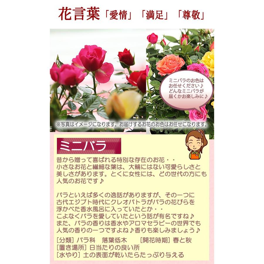 母の日 2024 鉢植え 花 プレゼント ギフト 花鉢 送料無料 かわいい赤のフラワーベースにミニバラとラベンダー 季節の鉢花 寄せ鉢花｜tsukaguchi｜09
