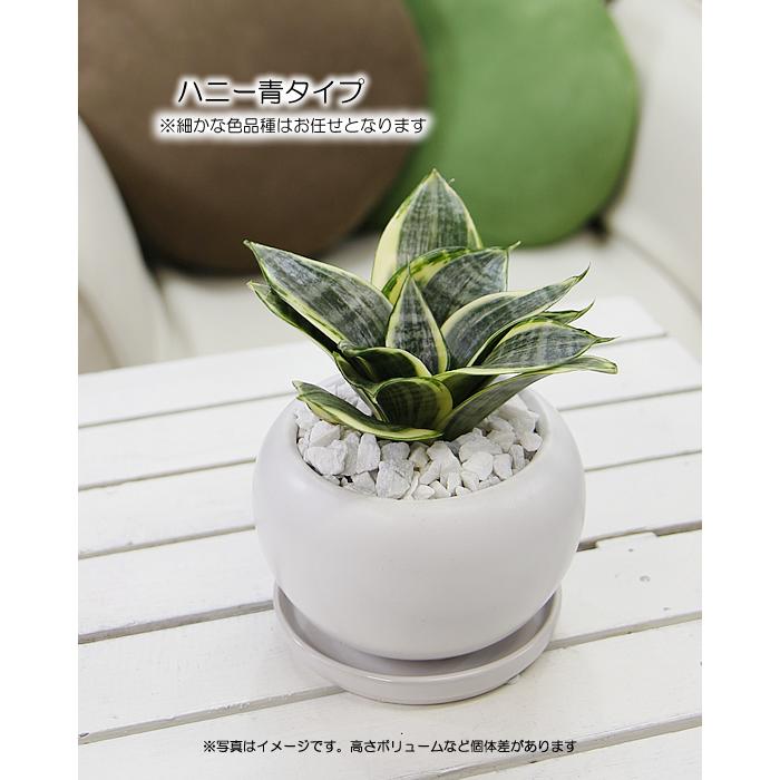 サンスベリア サンセベリア ハニー 空気をきれいにする 観葉植物