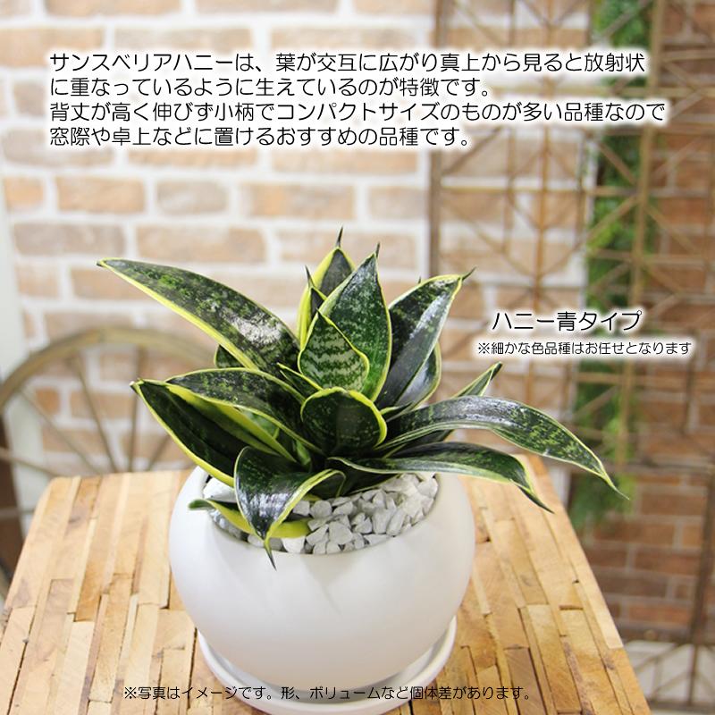サンスベリア サンセベリア ハニー 空気をきれいにする 観葉植物