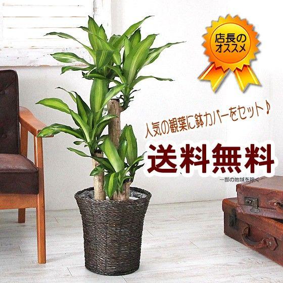 幸福の木　ドラセナ　マッサンギアナ　ガーデニング　風水　縁起　家庭用品 ガーデニング 幸福の木 ドラセナ マッサンゲアナ マッサン 7号 鉢カバー付 観葉植物