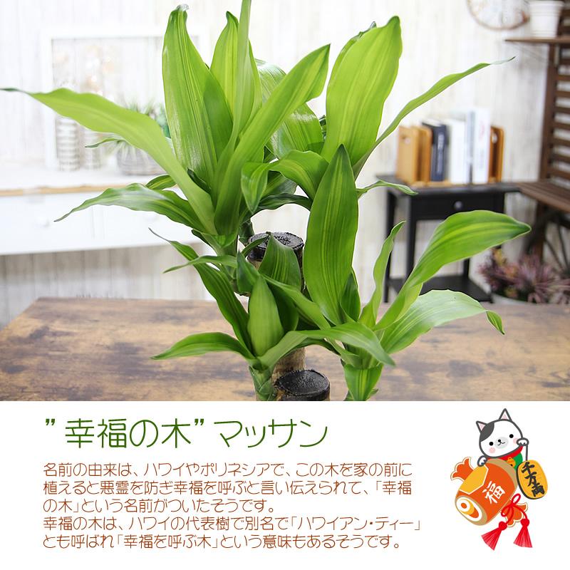 幸福の木 ドラセナ マッサンゲアナ マッサン 7号 鉢カバー付 観葉植物