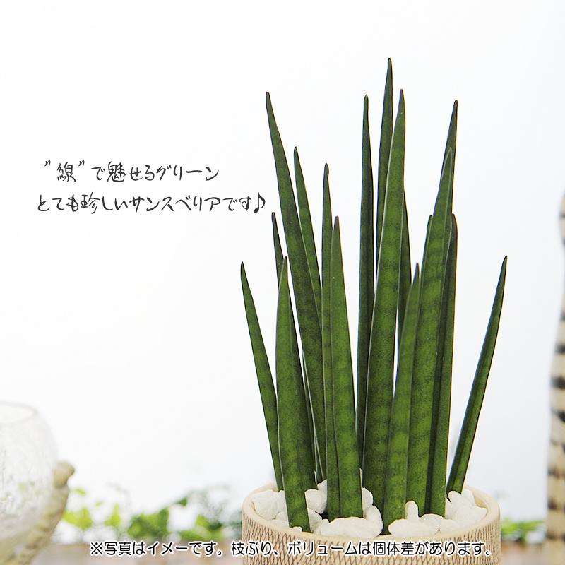 サンスベリア サンセベリア バキュラリスミカド アミ模様丸陶器鉢 観葉