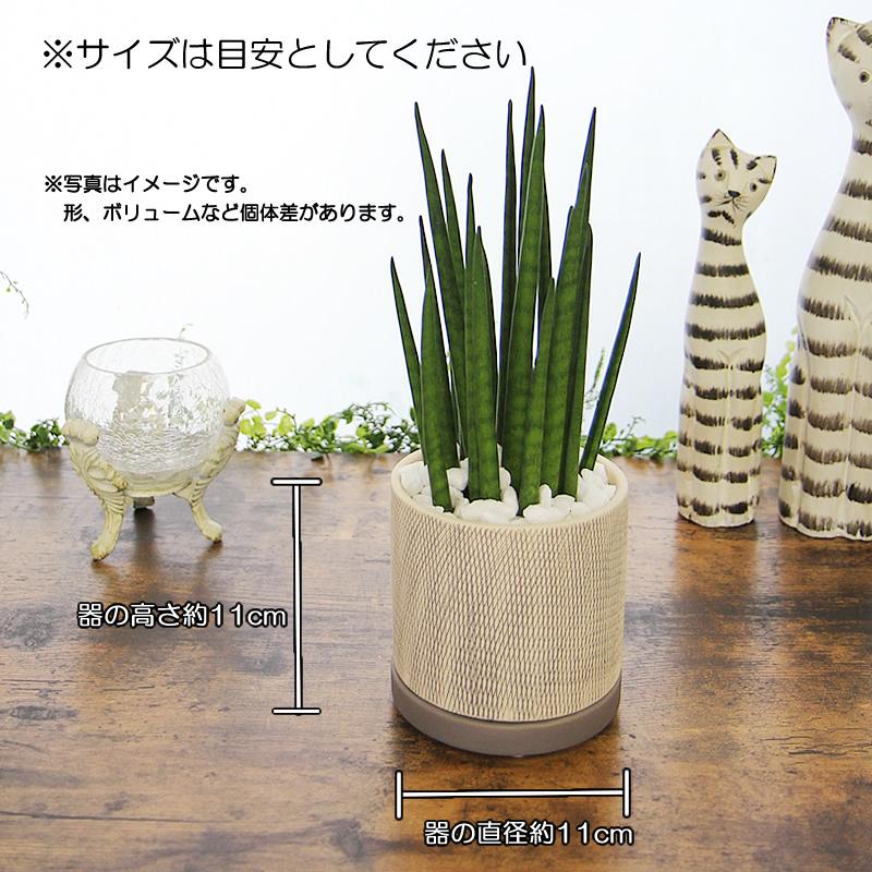 サンスベリア サンセベリア バキュラリス ミカド アミ模様 丸陶器 鉢