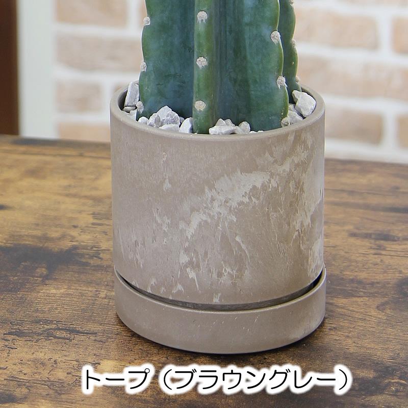 トゲなしサボテン 柱サボテン 鬼面角 送料無料 観葉植物
