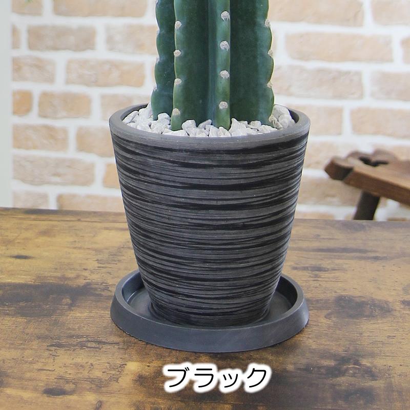 トゲなしサボテン 柱サボテン 鬼面角 送料無料 観葉植物 トゲなしサボテン 柱サボテン 鬼面角 送料無料 観葉植物