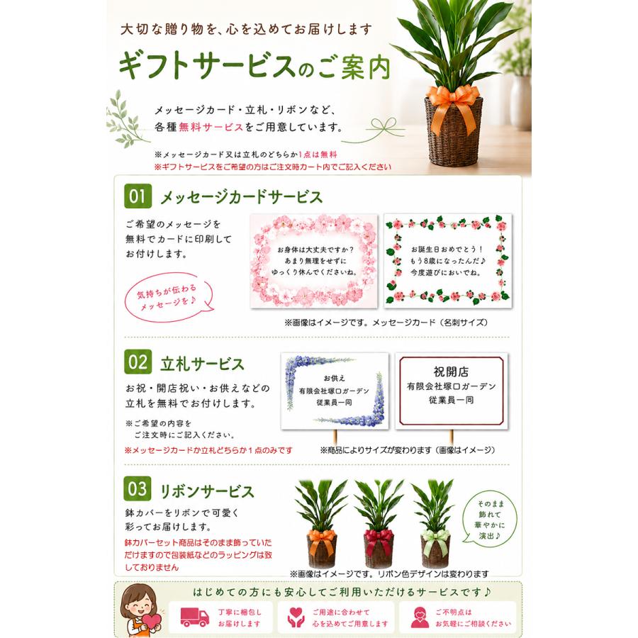 モンステラ 6号 鉢カバー付き 大きな葉で人気 観葉植物 送料無料