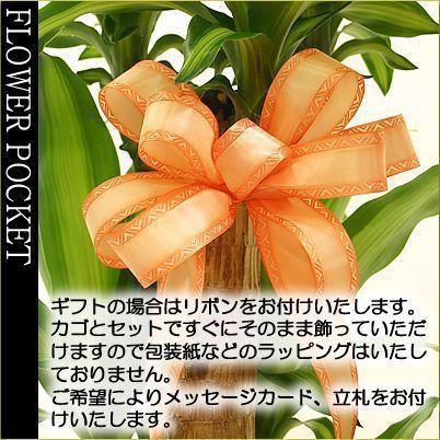モンステラ 6号 鉢カバー付き 大きな葉で人気 観葉植物 送料無料