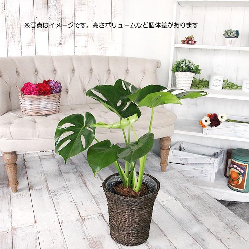 モンステラ 6号 鉢カバー付き 大きな葉で人気 観葉植物 送料無料