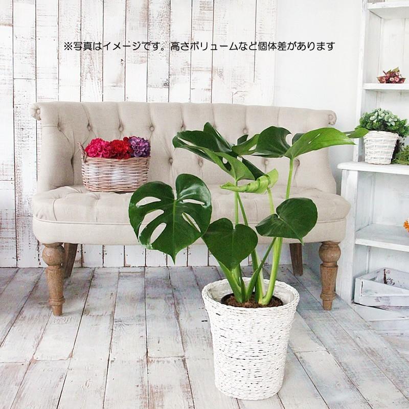 モンステラ 6号 鉢カバー付き 大きな葉で人気 観葉植物 送料無料
