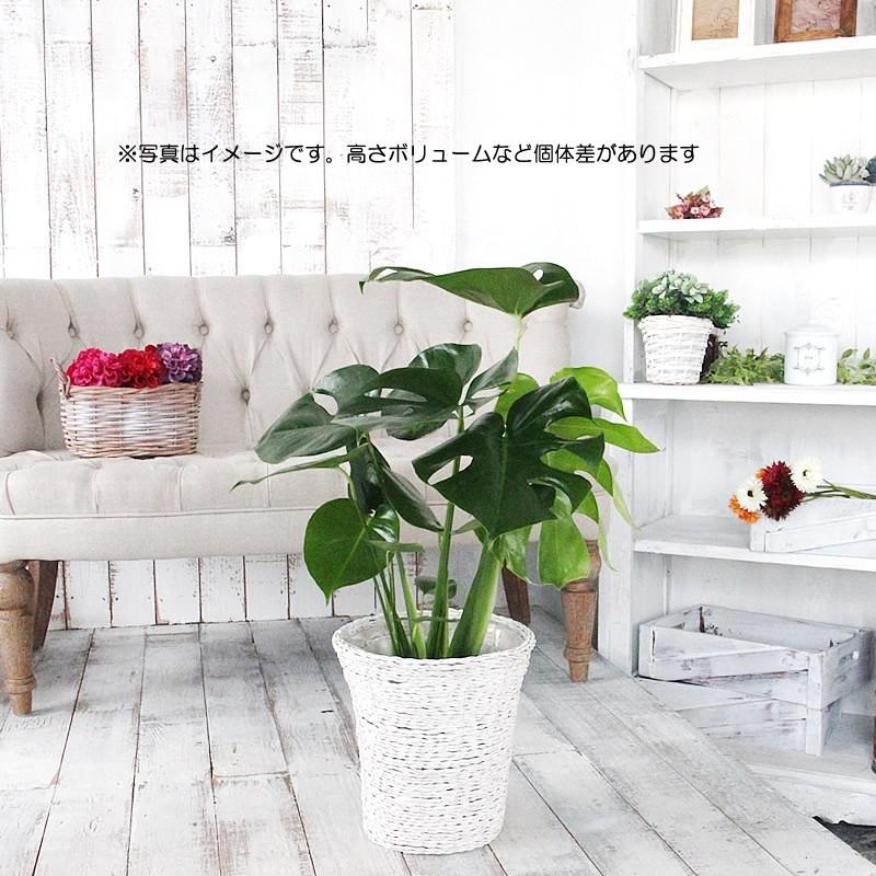 モンステラ 6号 鉢カバー付き 大きな葉で人気 観葉植物 送料無料