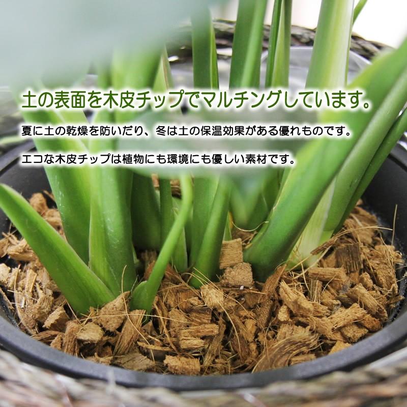 モンステラ 6号 鉢カバー付き 大きな葉で人気 観葉植物 送料無料