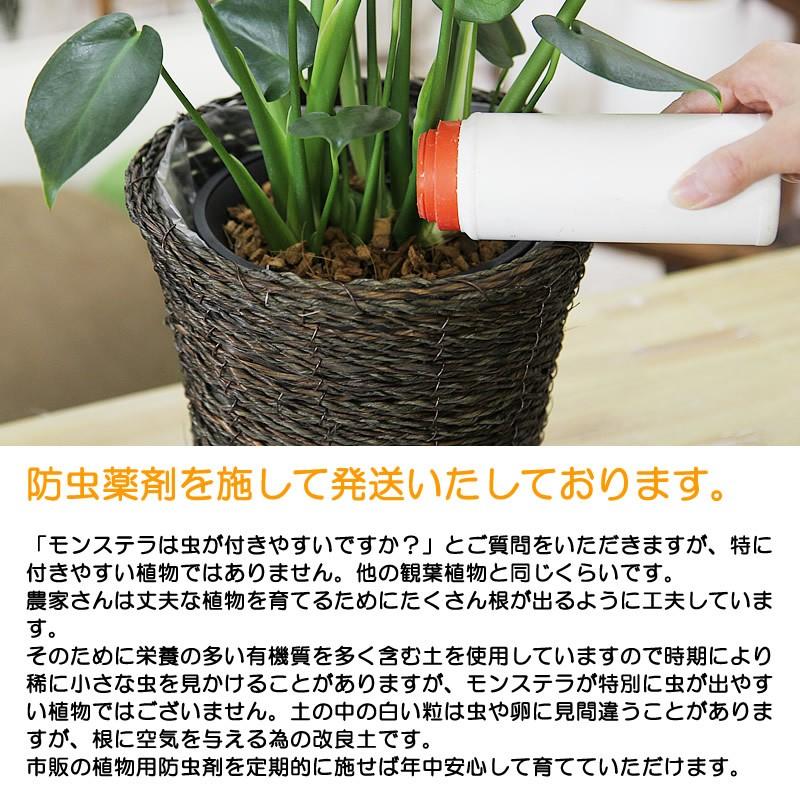 モンステラ 6号 鉢カバー付き 大きな葉で人気 観葉植物 送料無料