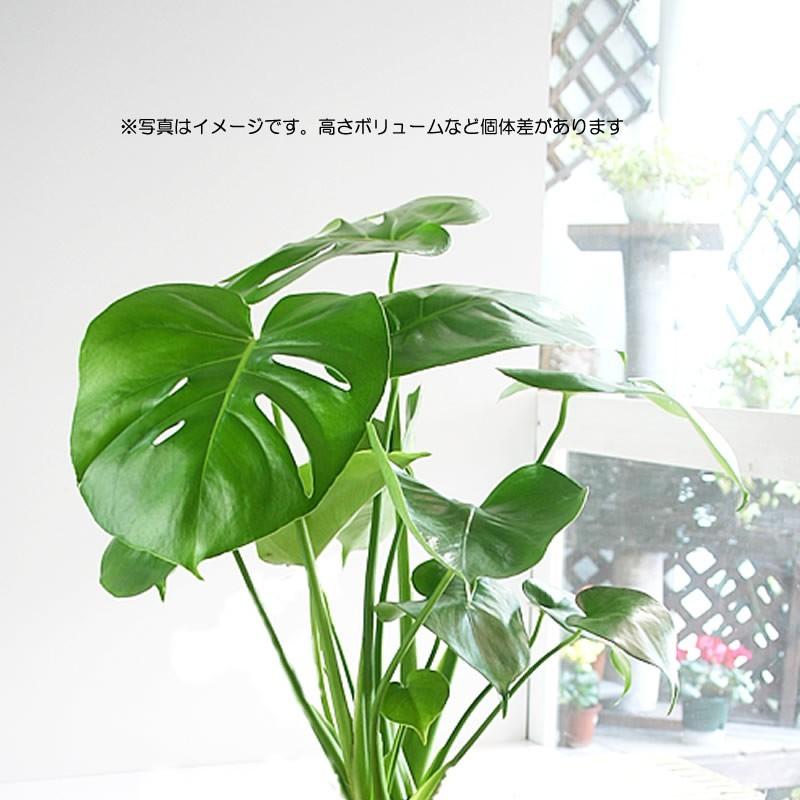 モンステラ 大きな葉はアジアンで人気 6号 観葉植物 父の日 プレゼント