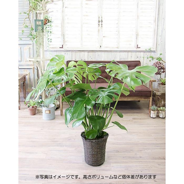 モンステラ 7号 ボリュームあるサイズ 鉢カバー付 観葉植物 送料無料