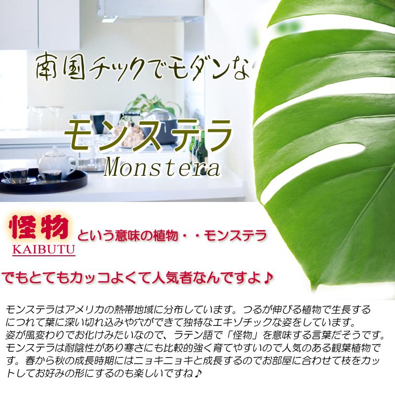 モンステラ 7号 ボリュームあるサイズ 鉢カバー付 観葉植物 送料無料