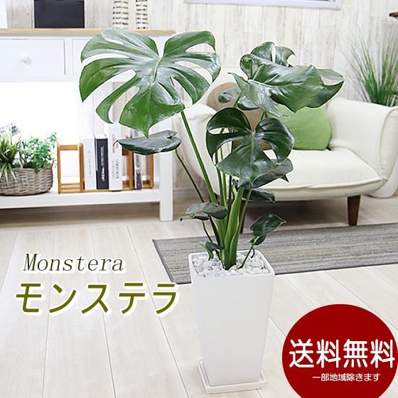 送料無料 大きな葉はアジアンで人気ｎｏ1 モンステラ 陶器鉢 観葉植物 ギフト プレゼント Monskaku フラワーポケット 塚口ガーデン 通販 Yahoo ショッピング