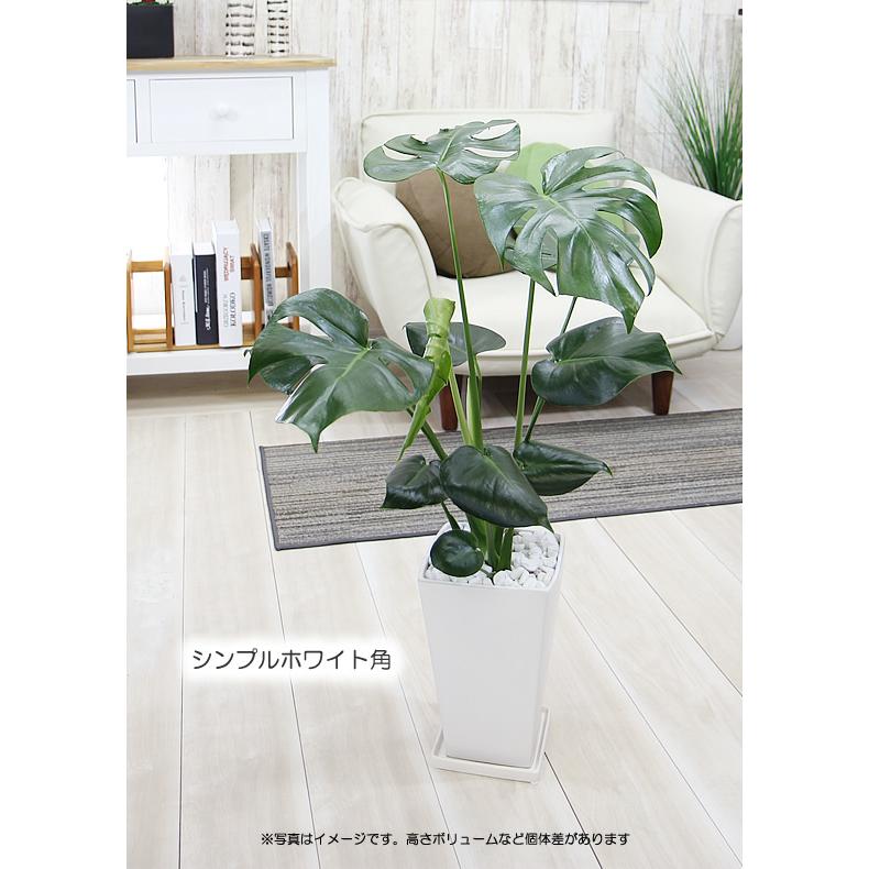 モンステラ 陶器鉢 大きな葉で人気 観葉植物 プレゼント ギフト 送料