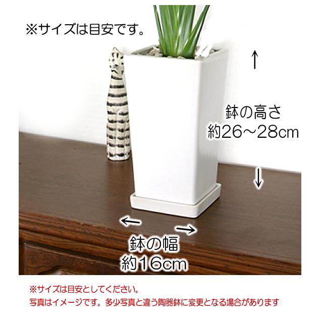モンステラ 陶器鉢 大きな葉で人気 観葉植物 プレゼント ギフト 送料