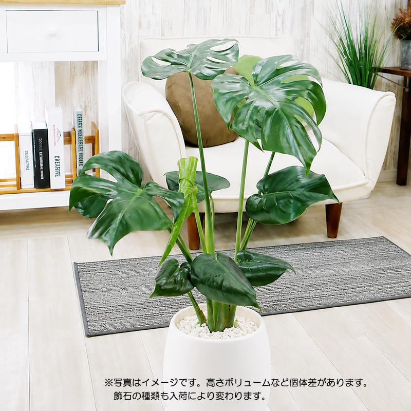 モンステラ 陶器鉢 大きな葉で人気 観葉植物 プレゼント ギフト 送料