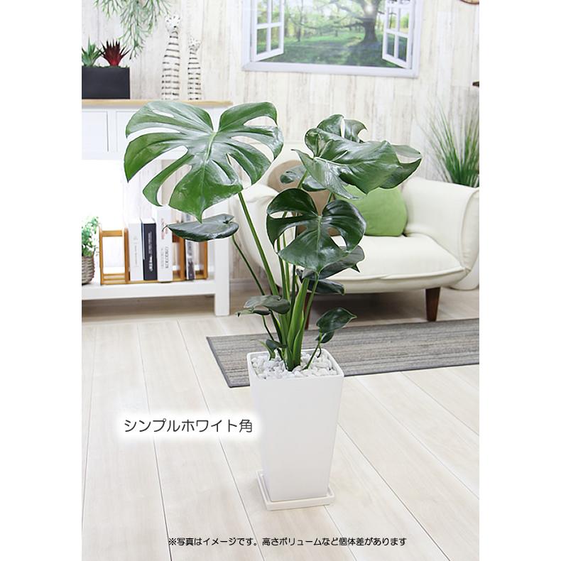 【B級品/大型観葉植物】迫力のある切れ込み葉が魅力♪モンステラ 9号鉢 陶器鉢 モンステラ 陶器鉢 大きな葉で人気 観葉植物 プレゼント ギフト 送料