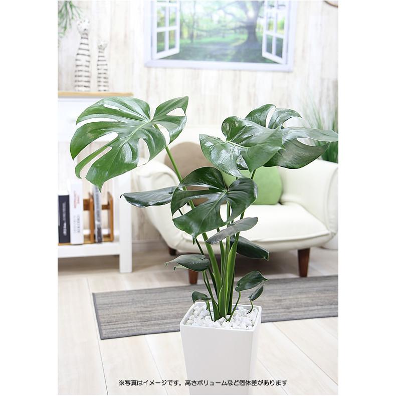 モンステラ 陶器鉢 大きな葉で人気 観葉植物 プレゼント ギフト 送料