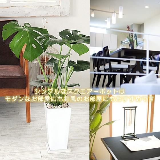 モンステラ 陶器鉢 大きな葉で人気 観葉植物 プレゼント ギフト 送料