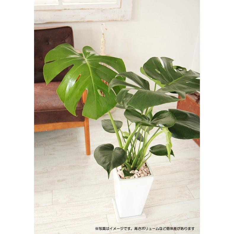 モンステラ 陶器鉢 大きな葉で人気 観葉植物 プレゼント ギフト 送料
