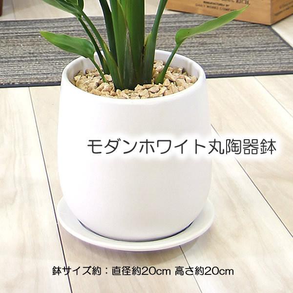 モンステラ 陶器鉢 大きな葉で人気 観葉植物 プレゼント ギフト 送料