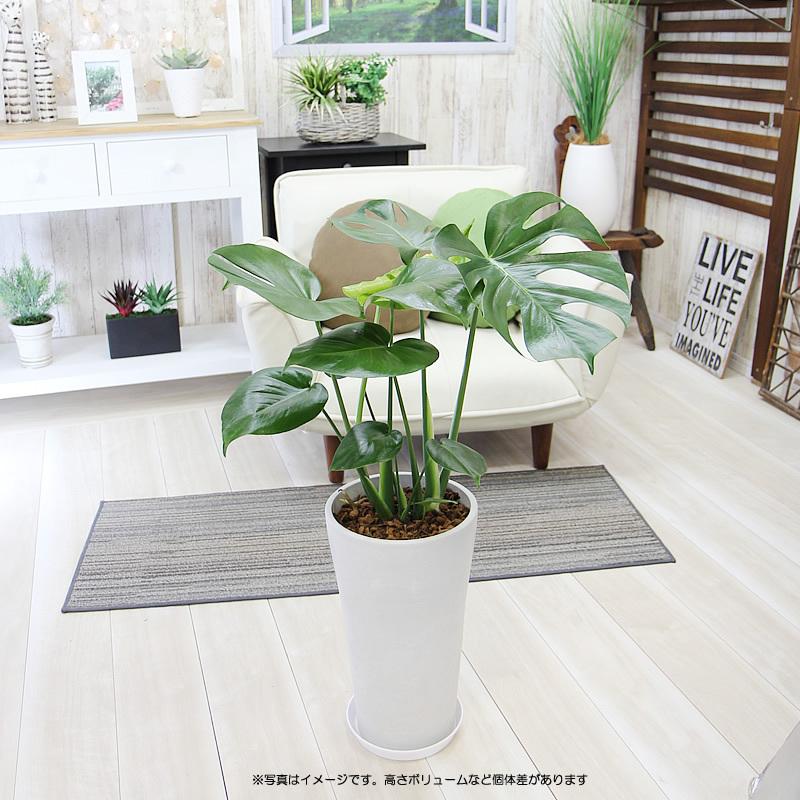 モンステラ 大きな葉で人気 人気の樹脂鉢 長丸大 観葉植物 送料無料