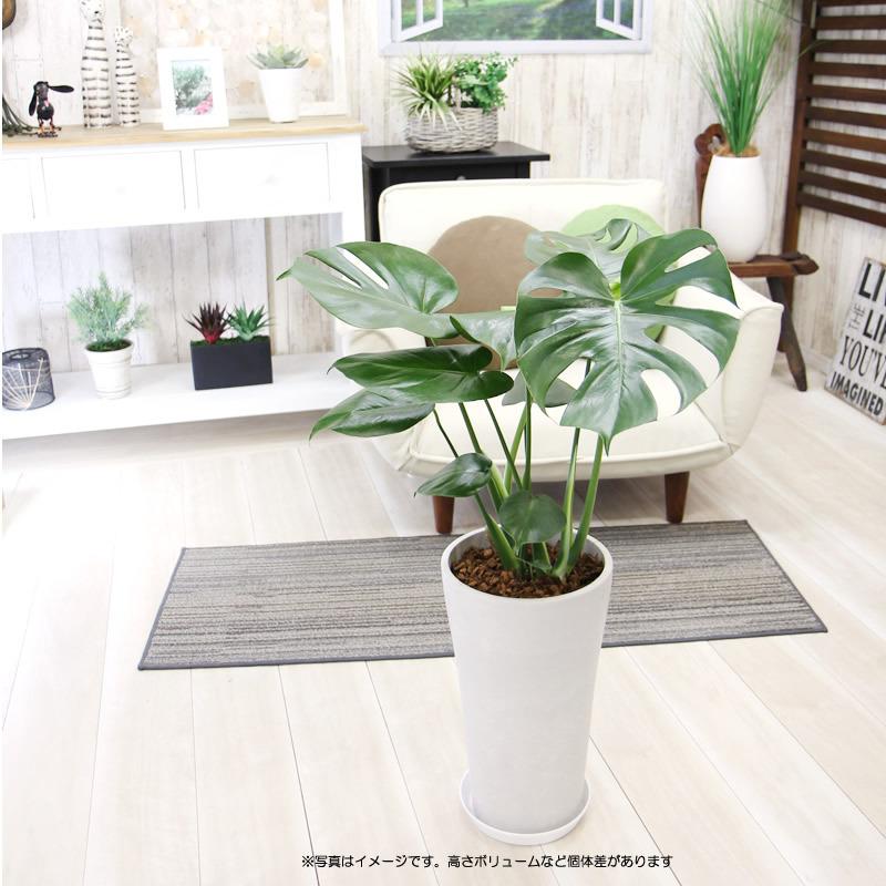 モンステラ 大きな葉で人気 人気の樹脂鉢 長丸大 観葉植物 送料無料