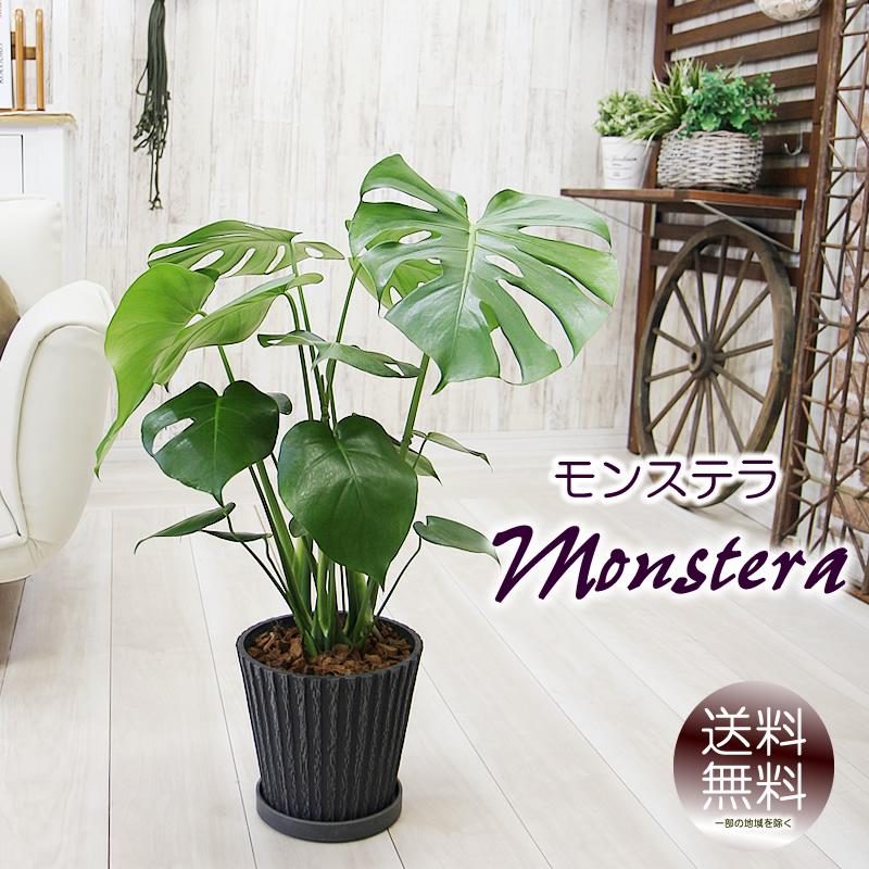 モンステラ アンティーク樹脂製鉢 大きな葉で人気 観葉植物 プレゼント 