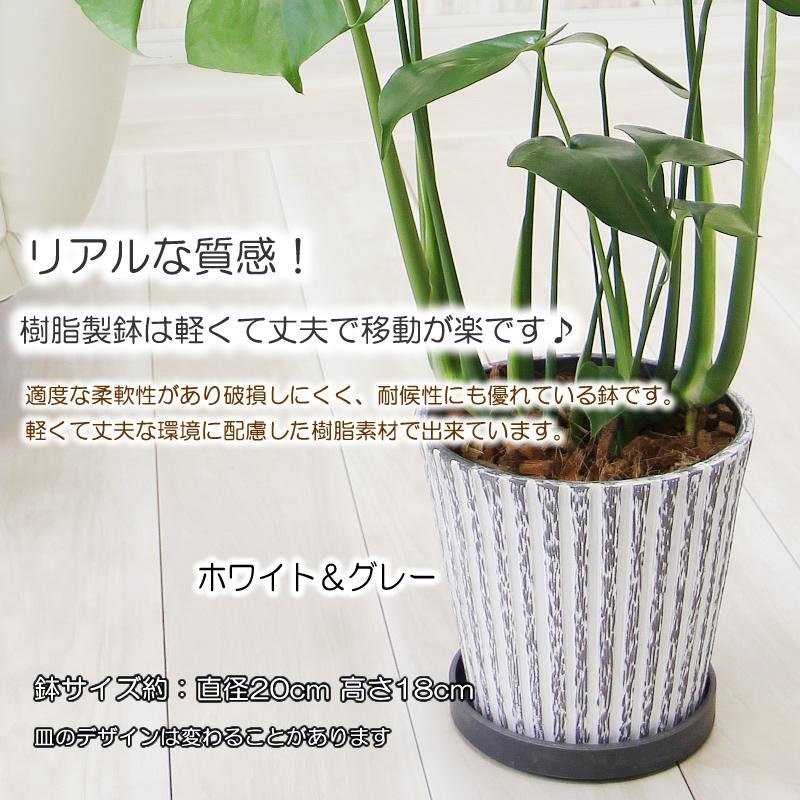 モンステラ 観葉植物 アンティーク樹脂製鉢 大きな葉で人気 プレゼント 