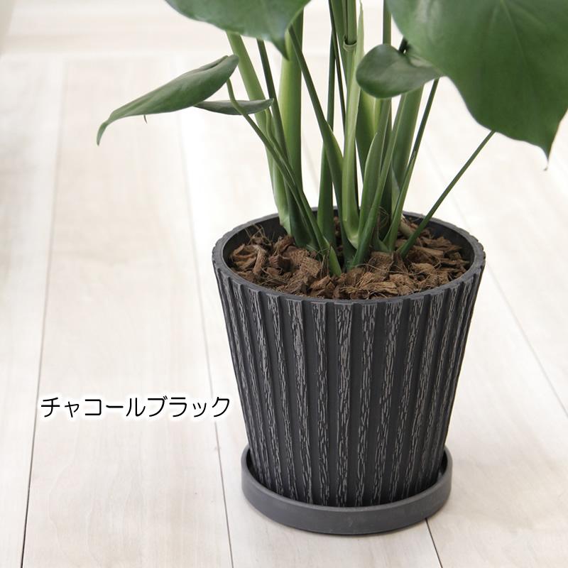 モンステラ アンティーク樹脂製鉢 大きな葉で人気 観葉植物 プレゼント