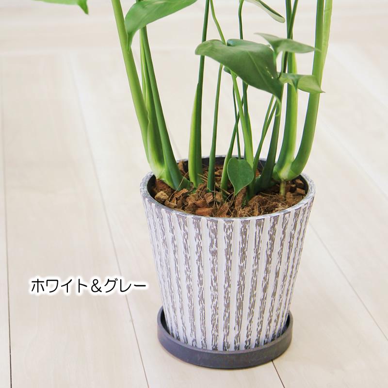 モンステラ 観葉植物 アンティーク樹脂製鉢 大きな葉で人気 プレゼント