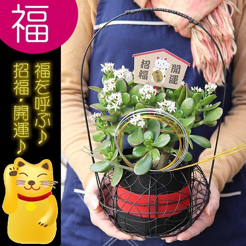 送料無料 招き猫で迎福 縁起良い金運植物 花が咲いてる 金のなる木 成金草 モダンなワイヤバスケット Narikinaian フラワーポケット 塚口ガーデン 通販 Yahoo ショッピング