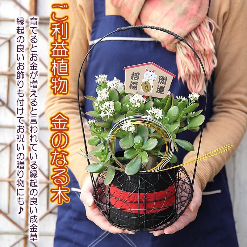 送料無料 招き猫で迎福 縁起良い金運植物 花が咲いてる 金のなる木 成金草 モダンなワイヤバスケット Narikinaian フラワーポケット 塚口ガーデン 通販 Yahoo ショッピング