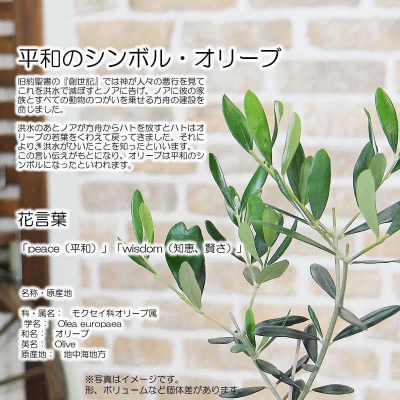 オリーブの木 陶器鉢 観葉植物 送料無料 プレゼント ギフト 新築 オリーブの木 陶器鉢 観葉植物 送料無料 プレゼント ギフト 新築