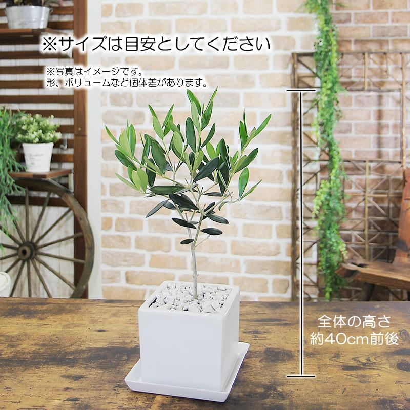 迫二郎作　金箔貼り渕ガラス鉢　オリーブグリーン 織部唐津刷毛目 ちぎり浅鉢