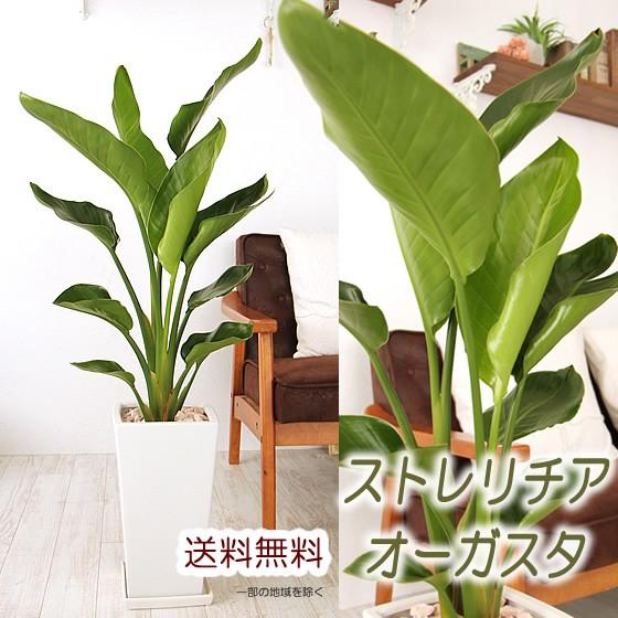 海外輸入 送料無料 ストレリチア オーガスタ サイズ大 陶器鉢 観葉植物 インテリア Ougasutabig フラワーポケット 塚口ガーデン 通販 Yahoo ショッピング 残りわずか Www Maxipiso Com Ar