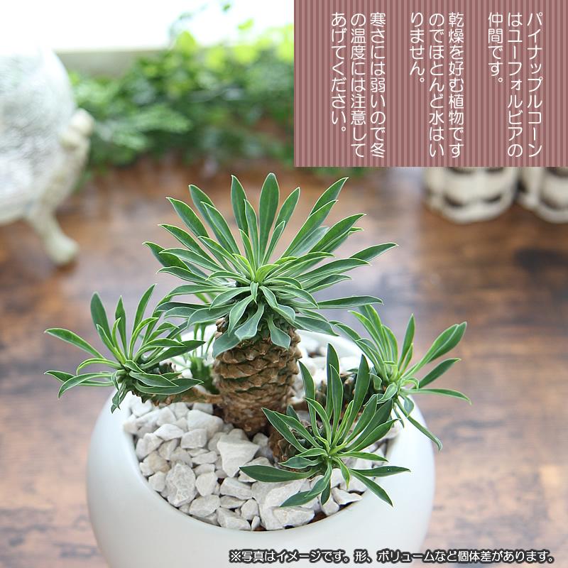 希少株 パイナップルの様な可愛い植物 パイナップルコーン 蘇鉄麒麟