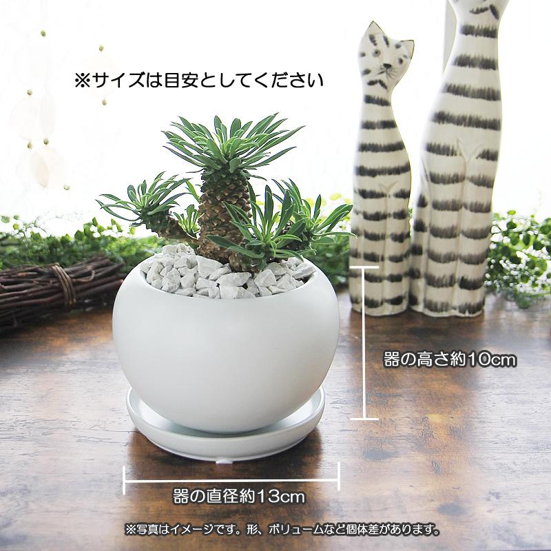 希少株 パイナップルの様な可愛い植物 パイナップルコーン 蘇鉄麒麟